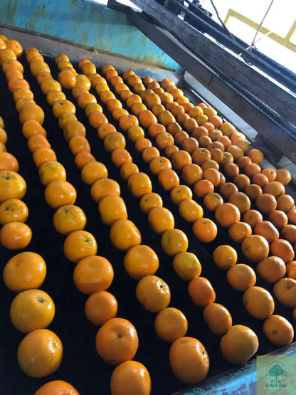 premium Kinnow - Mandarin Oranges