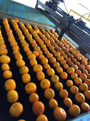 Premium Kinnow Mandarin Oranges