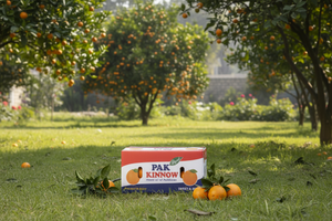 Premium Kinnow Mandarin Oranges